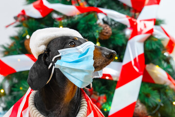 Funny dachshund dog in warm sweater and Santa hat, incorrectly wearing protective medical mask....