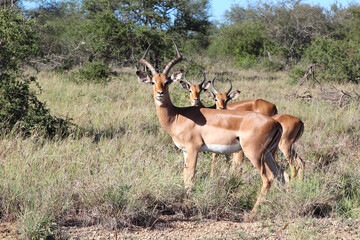 Schwarzfersenantilope / Impala / Aepyceros melampus