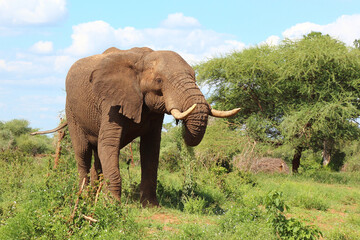 Afrikanischer Elefant / African elephant / Loxodonta africana