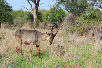 Wasserbock / Waterbuck / Kobus ellipsiprymnus