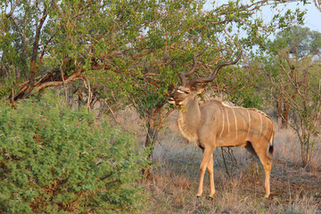 Großer Kudu / Greater kudu / Tragelaphus strepsiceros