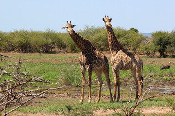 Giraffe / Giraffe / Giraffa camelopardalis