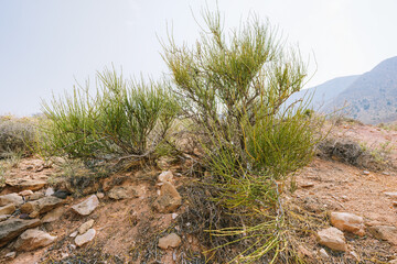 Mormon Tea plant (genus Ephedra), a woody shrub in the middle of desert, native to the American...