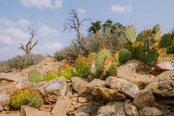 Prickly pear cactus (Opuntia genus) in the middle of desert