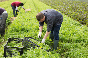 Several workers harvest green mizuna on the farmer field