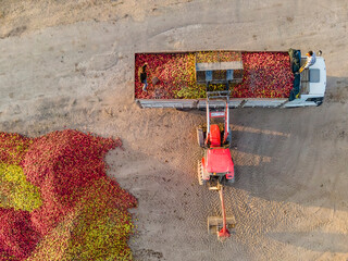 Aerial View of Loader Carries Apples. Loader is relocating apples for further transportation to the plant for the production of juice