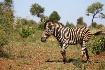 Steppenzebra / Burchell's zebra / Equus burchellii