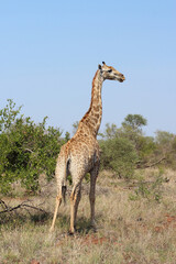 Giraffe / Giraffe / Giraffa camelopardalis