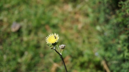 flor amarilla con insecto