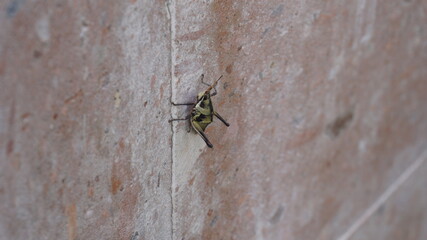 Vista de un grillo chapulíb