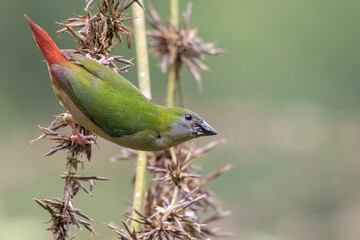 Pin-tailed Parrot finch bird in nature