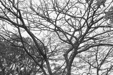 black and white tree