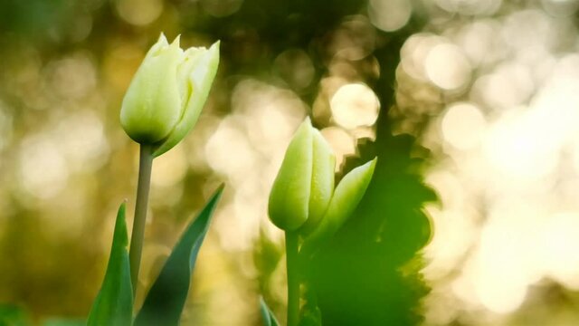 Tulips flowers. White tulips in the spring garden. Spring white flowers. 4k footage