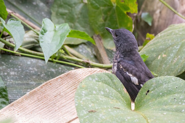 a oriental magpie-robin bird in nature