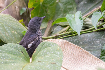 a oriental magpie-robin bird in nature