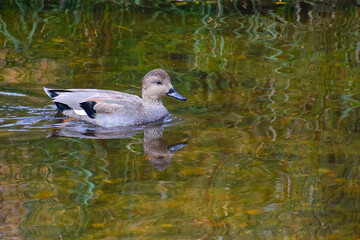 Duck swimming in water