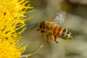 Bee pollinating