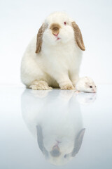 rabbit and hamster sit on a white background