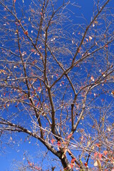 秋の黄葉の葉残る桜の木と青空