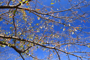 秋の黄葉の葉残る桜の木と青空