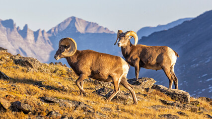 Big Horn Sheep on Trail Ridge