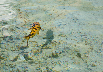 Carp fish