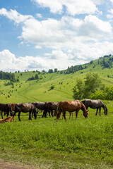 Naklejka na ściany i meble Wild horses outdoor on green meadow in Altay