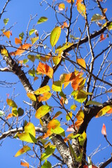 桜の木の黄葉の葉と青空