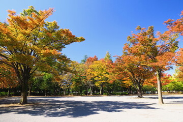 黄葉の欅のある誰もいない住宅地の公園風景