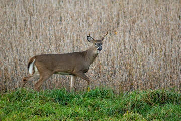 small rutting white tail buck