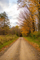 Fototapeta premium Dirt road in the country during fall with yellow colored leaves. 
