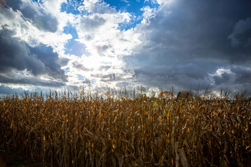 Fall day in a corn field golden corn stocks with broken cloud blue sky and sunlight.