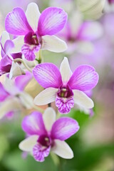 Fototapeta na wymiar The Shilin Residence Orchid Show 2021. Branch of blooming pink Phalaenopsis orchid close-up, beautiful orchid flowers. 