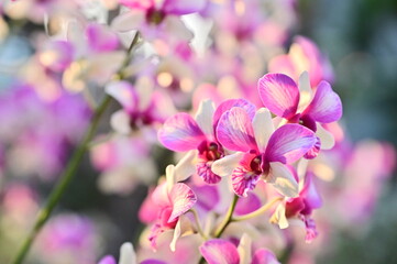 Fototapeta na wymiar The Shilin Residence Orchid Show 2021. Branch of blooming pink Phalaenopsis orchid close-up, beautiful orchid flowers. 