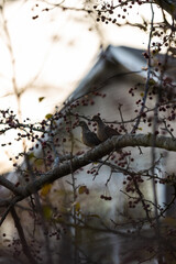 Mourning doves at sunset.