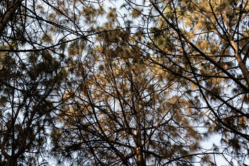 Beautiful low angle view of pine trees from the forest floor of Shreenagar, Tansen, Palpa to the blue sky above