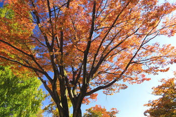 Fototapeta na wymiar 公園の黄葉の欅と青空