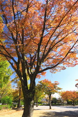 黄葉の欅のある誰もいない住宅地の公園風景