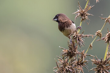 a white - rumped munia bird in nature