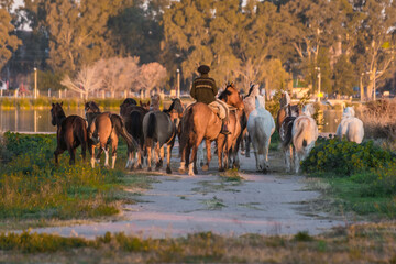 Jinete arreando sus caballos