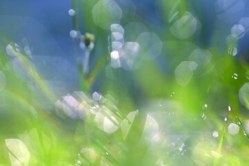 bokeh, nature background with bokeh and bright colors