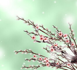 梅とネコヤナギ　背景付き