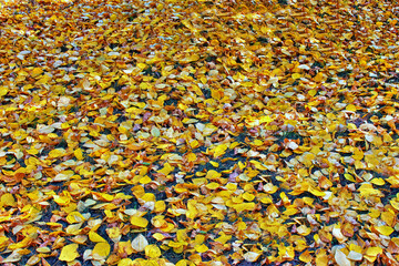 There's a carpet of dry autumn leaves on the ground