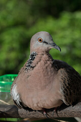 Cute Spotted dove or (spilopelia chinensis)  pearl-necked dove enjoy sun-bathing