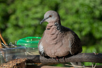 Cute Spotted dove or (spilopelia chinensis)  pearl-necked dove enjoy sun-bathing