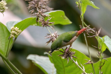 Pin-tailed Parrot finch bird in nature