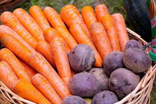 Orange carrots and red beets and yellow in the wicker basket. Close-up.