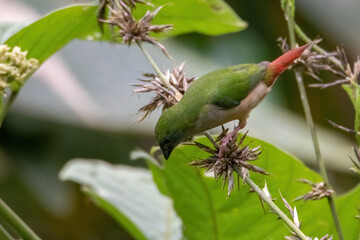 Pin-tailed Parrot finch bird in nature