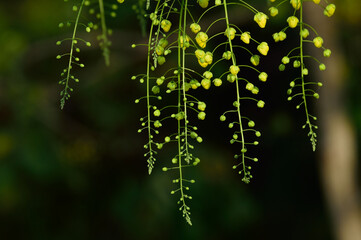 Yellow cassia flowers blooming in the forest,when summer season in Thailand.