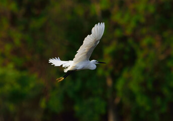 Obraz premium stom motion White Egret flying in the sky with green background.